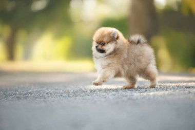 Tatlı kırmızı spitz köpek dışarıda koşuyor.