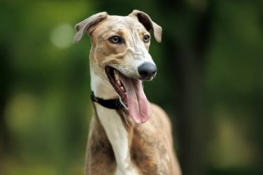 Mutlu genç tazı köpek portresi yazın açık havada