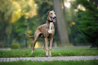 Güzel genç tazı köpeği parkta dışarıda duruyor.