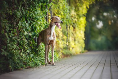 Yazın parkta poz veren sevimli tazı köpeği.