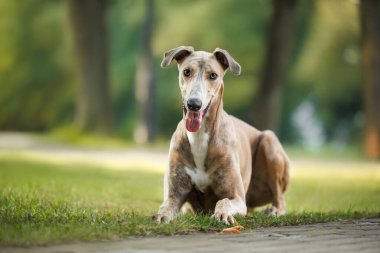 Parktaki çimlerin üzerinde yatan sevimli tazı köpeği.