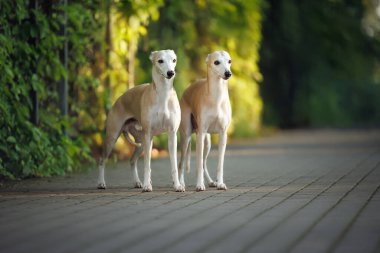 Güneş ışığıyla güzel bir bahçede yan yana duran iki sevimli köpek.