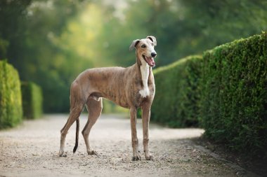 cute and happy young greyhound dog standing in the park clipart