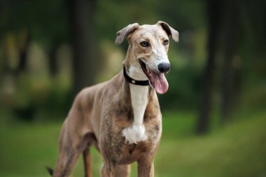 Yazın dışarıda poz veren yakalı bir tazı köpeği.