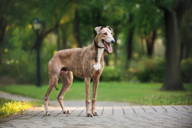 young happy greyhound dog posing in the park in summer clipart