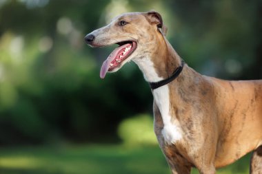 Tasma profil portresindeki sevimli tazı köpeği yazın açık havada.