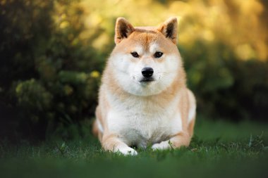 Şirin Shiba Inu köpeği çimlerin üzerinde yatıyor.