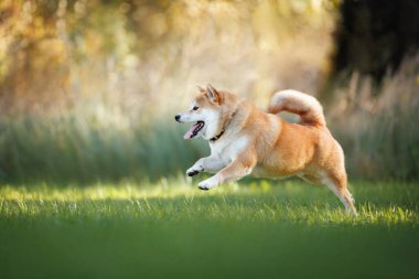 Mutlu shiba inu köpekleri sonbaharda bir tarlada koşar.