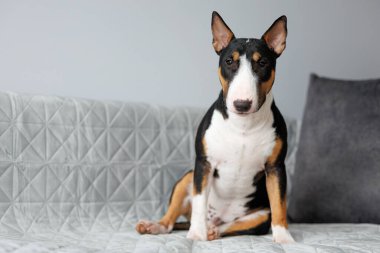 Üç renkli boğa teriyeri köpek kanepede poz veriyor.