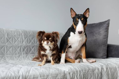 Boğa teriyeri ve chihuahua köpekleri kapalı bir kanepede birlikte poz veriyorlar.
