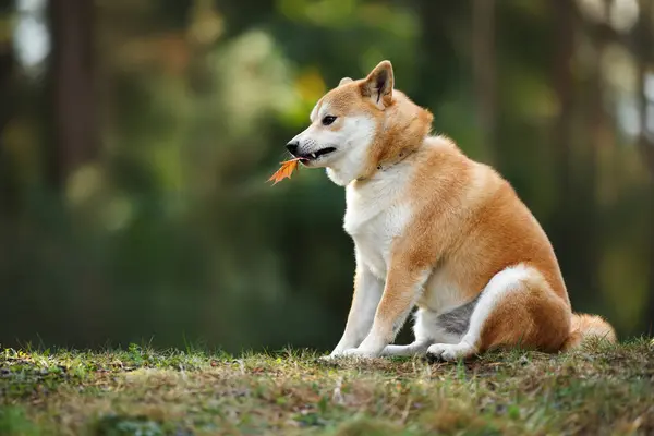 stock image funny shiba inu dog holding a fallen leaf in mouth in the forest