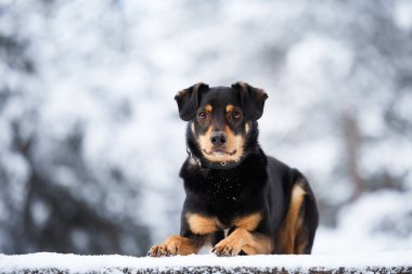 Siyah ve bronzlaşmış melez köpek kışın tasmayla dışarıda yatıyor.