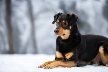 Dışarıda karda yatan melez bir köpeğin güzel portresi.