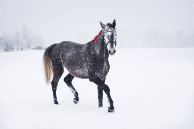 Gri at kışın karda koşuyor.