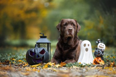 labrador retriever dog lying outdoors in autumn with Halloween decorations clipart