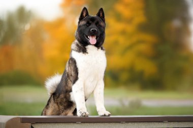 Güzel Amerikan akita köpeği sonbaharda bir bankta poz veriyor.