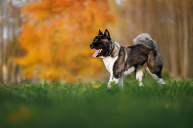 Güzel Amerikan akita köpeği sonbaharda dışarı çıkıyor.