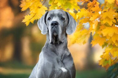 Sonbaharda açık havada sarı akçaağaç yapraklı sevimli Dan köpek portresi.