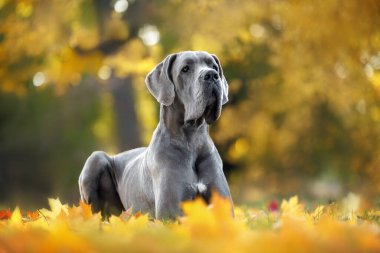 Sonbaharda dökülen yaprakların üzerinde uzanan sevimli Dan köpeği.
