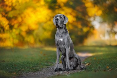Güzel Dan köpeği sonbahar parkında oturuyor.