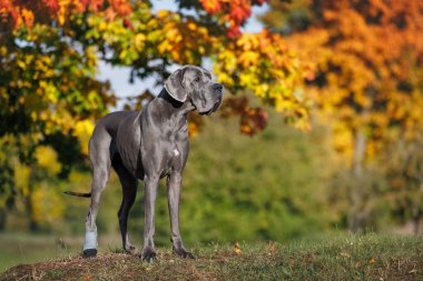 Gri büyük Dan köpeği Sonbaharda açık havada duruyor