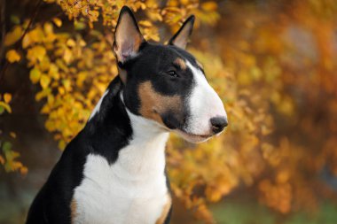 Genç, minyatür teriyer köpek portresi sonbaharda açık havada.