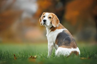 Parkta oturan sevimli av köpeği.