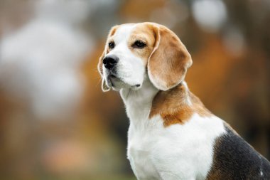 Güzel bir av köpeği portresi.