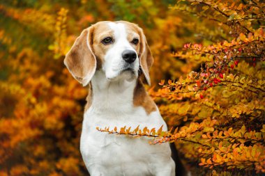 Sonbaharda açık havada av köpeği portresi