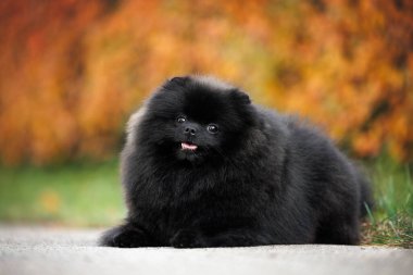 Siyah Pomeranya köpeği dışarıda yatıyor.