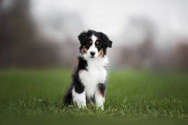 Şirin, minyatür Amerikan çoban köpeği çimenlerde oturuyor.