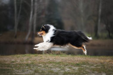 Mutlu çoban köpekleri dışarı atlıyor.