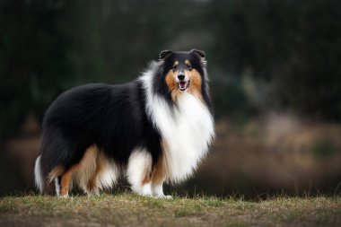 Mutlu çoban köpekleri Sonbaharda dışarıda durur