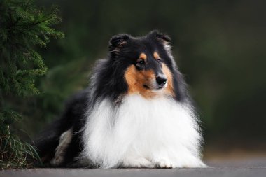 Üç renkli sert çoban köpeği dışarıda yatar, portreyi kapatır.