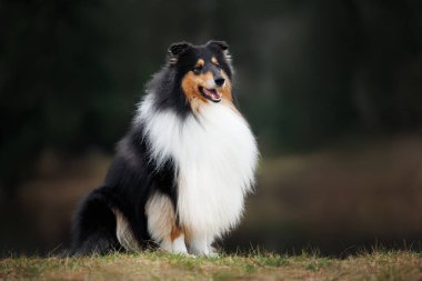Sonbaharda dışarıda oturan üç renkli çoban köpeği.