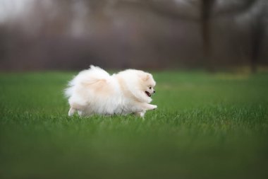 Parkta çimenlerde koşan sevimli Pomeranya köpekleri.