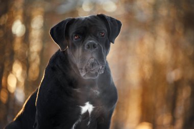 Siyah baston corso köpek portresi açık havada, gün ışığında.
