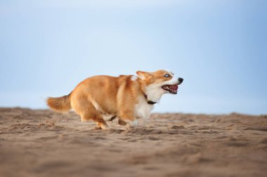 Komik Galli Corgi Pembroke köpeği sahilde koşuyor.