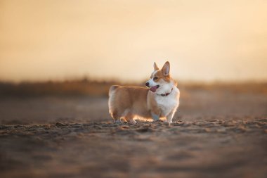 Gün batımında sahilde duran tatlı Corgi köpeği.