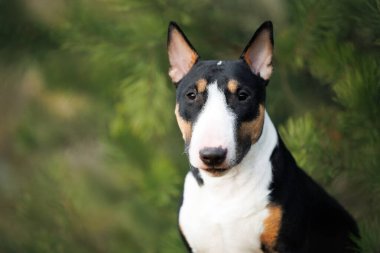 Şirin, boğa teriyeri köpek portresi.