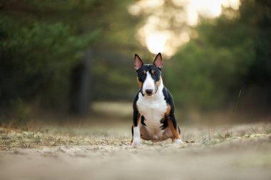 Gün batımında ormanda poz veren sevimli bir köpek.
