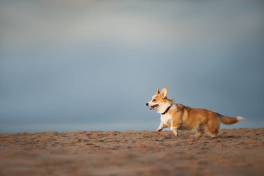 Yakasıyla kumsalda koşan şirin bir Corgi köpeği.