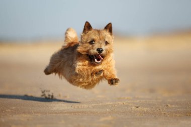 Mutlu Norwich Terrier köpekleri plaja atlıyor, kapanıyor