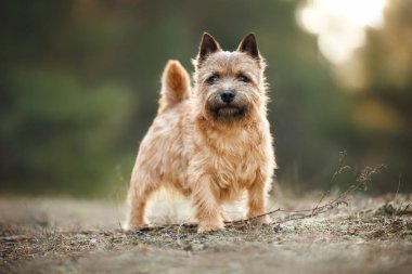 Şirin Norwich Terrier köpeği ormanda dikiliyor.