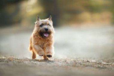 Mutlu Norwich Terrier köpekleri dışarıda koşuyor.
