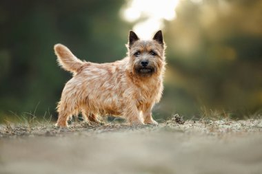 Ormanda poz veren şirin Norwich Terrier köpeği.