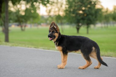 Alman çoban köpeği yazın parkta dikiliyor.