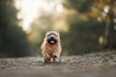 Mutlu Norwich Terrier köpekleri ormanda koşuyor.
