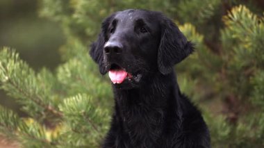 Güzel siyah düz kaplama av köpeği dışarıda portre için poz veriyor.