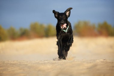 Güneşli bir günde sahilde koşan yassı, komik bir av köpeği.